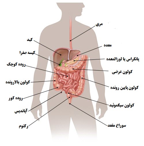 آناتومی داخل بدن انسان