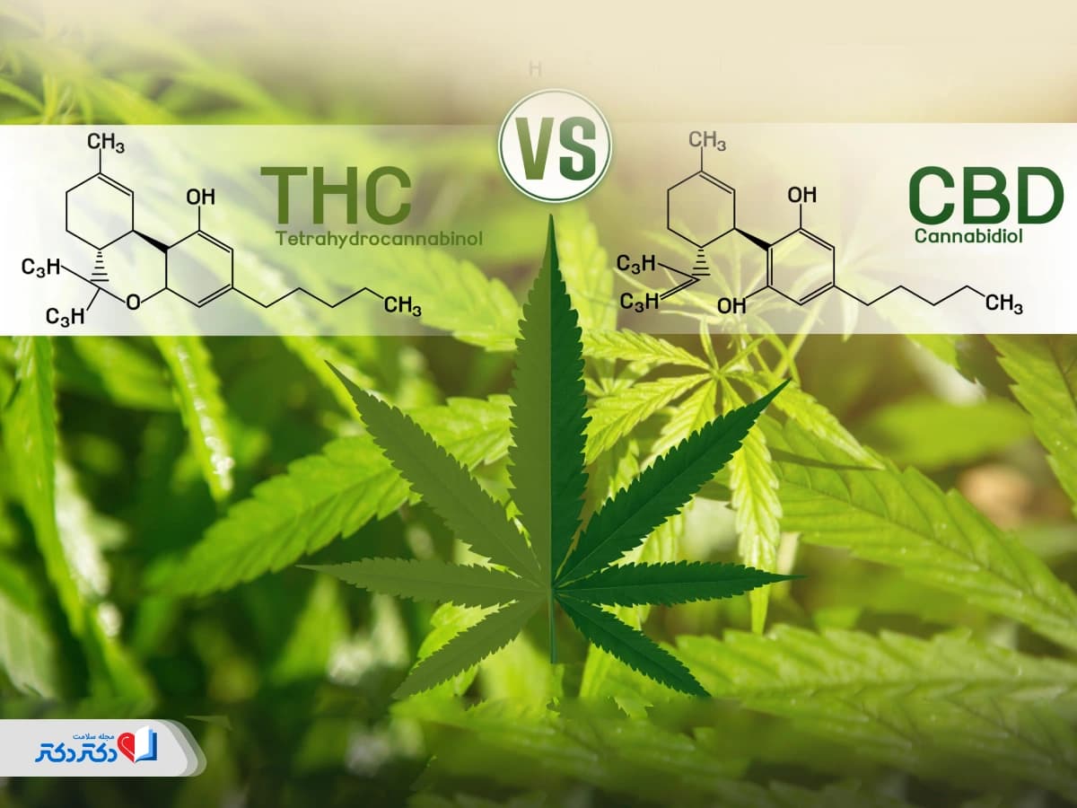 تفاوت CBD و THC| فرق کانابیدیول و تتراهیدروکانابینول چیست؟