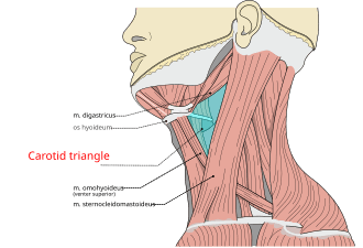 alt نودول تیروئید