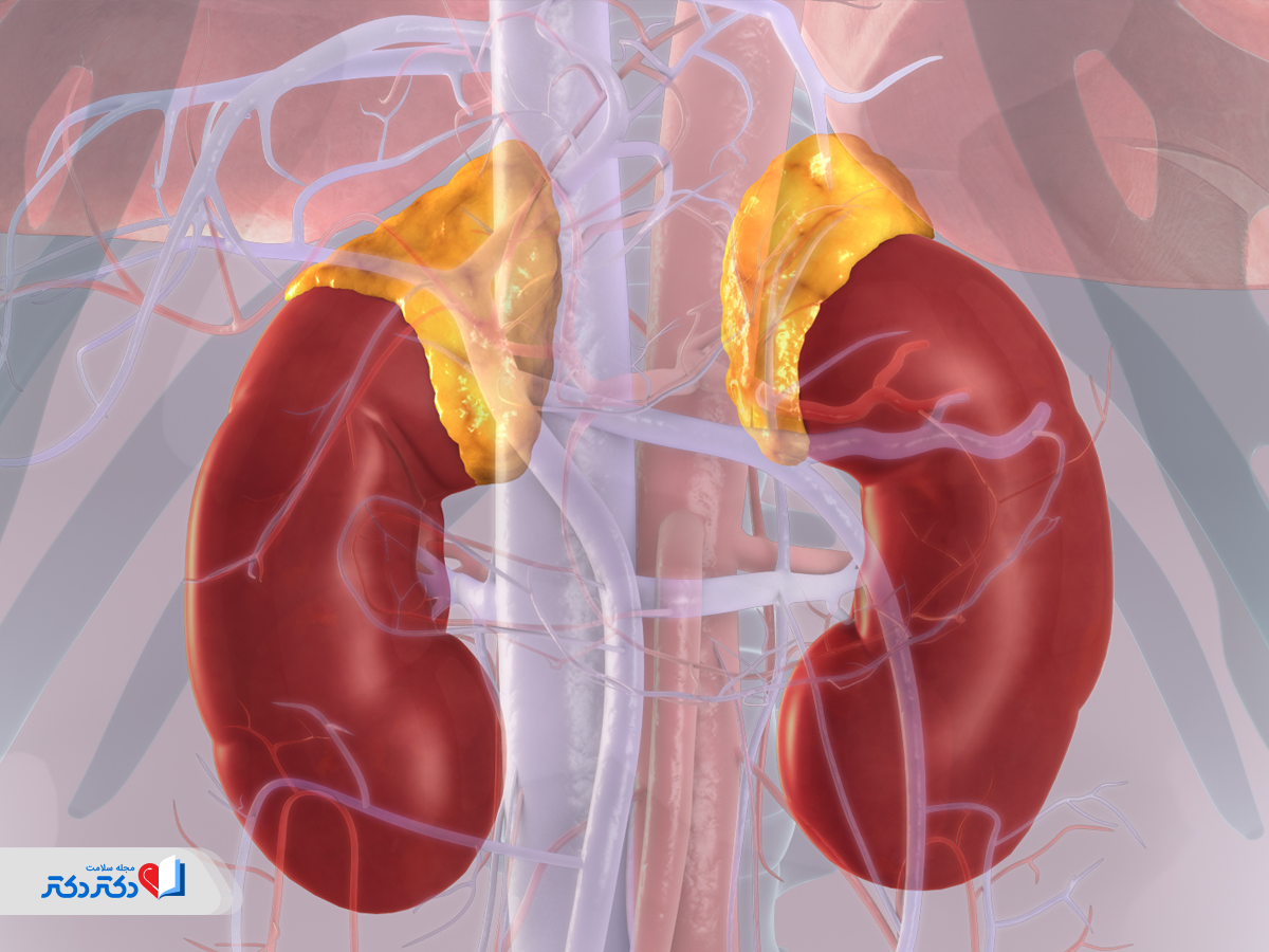 همهچیز درباره غدد آدرنال: غدد فوق کلیوی