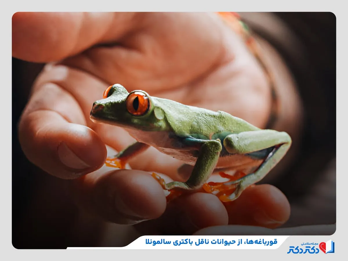 بررسی حیوانات ناقل باکتری سالمونلا مانند قورباغه‌ها