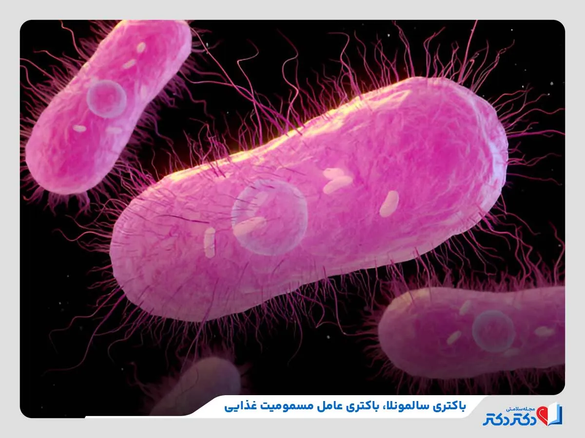 بررسی کلی باکتری سالمونلا و بررسی انواع آن