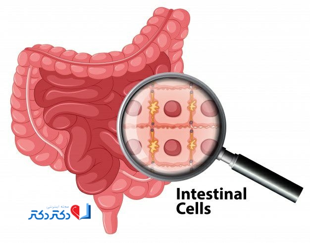 روده کوچک چگونه کار میکند؟