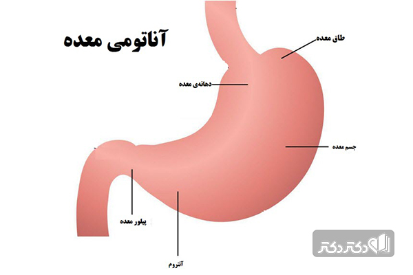 اجزای اصلی معده