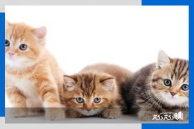 مزایای نگهداری از گربه ؛ دلایل علمی فواید نگهداری از گربه‌ها