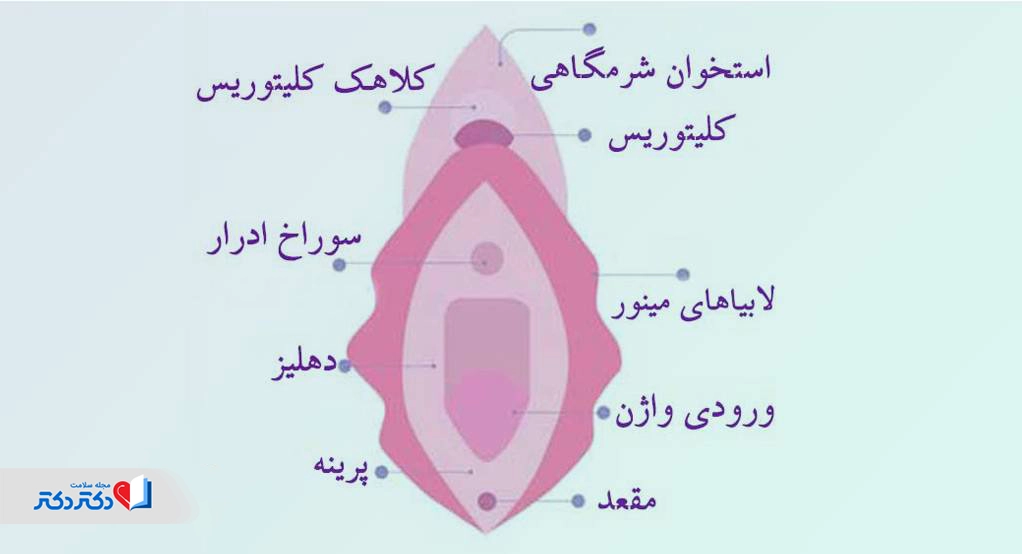 آناتومی واژن