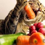 ۸ توصیه مهم دامپزشکان برای تغذیه گربه های خانگی