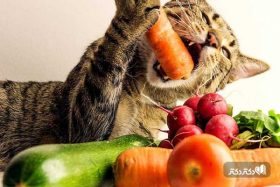 ۸ توصیه مهم دامپزشکان برای تغذیه گربه های خانگی