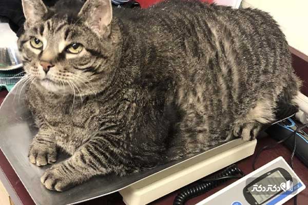 پرخوری و چاقی در گربه های خانگی