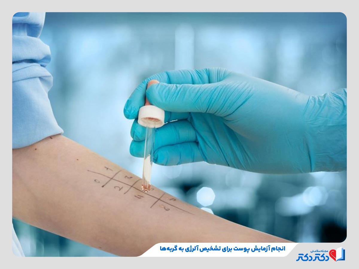 دکتر در حال انجام آزمایش پوست برای تشخیص آلرژی به گربه ها
