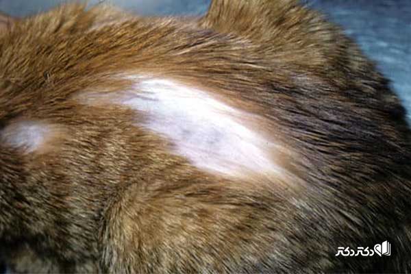ریزش موی گربه نشانه بیماری است