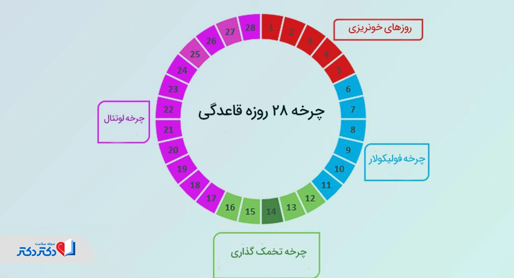 تصاویر تخمک گذاری