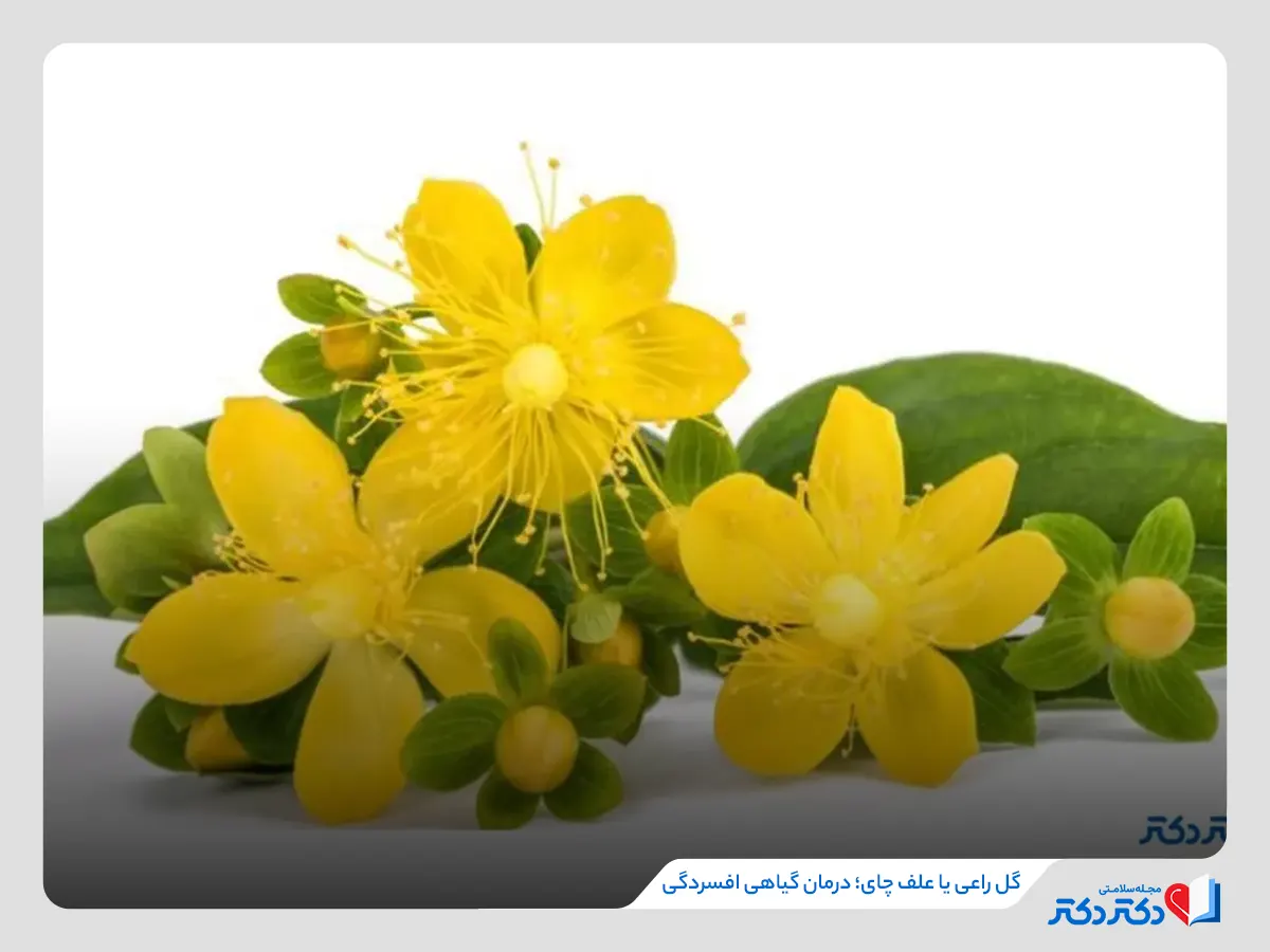 درمان گیاهی افسردگی با گل راعی یا علف چای