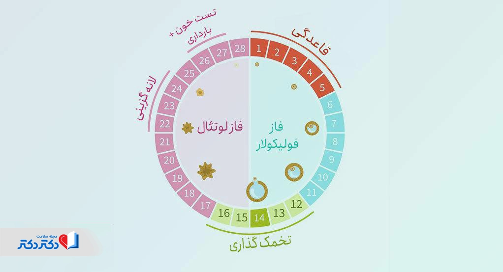 چرخهی تخمک گذاری برای انجام آزمایش خون باداری.