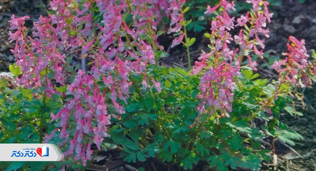 عصاره گیاه کوریدالیس یکی از رایجترین گیاهان چینی برای درمان خانگی اندومتریوز است.