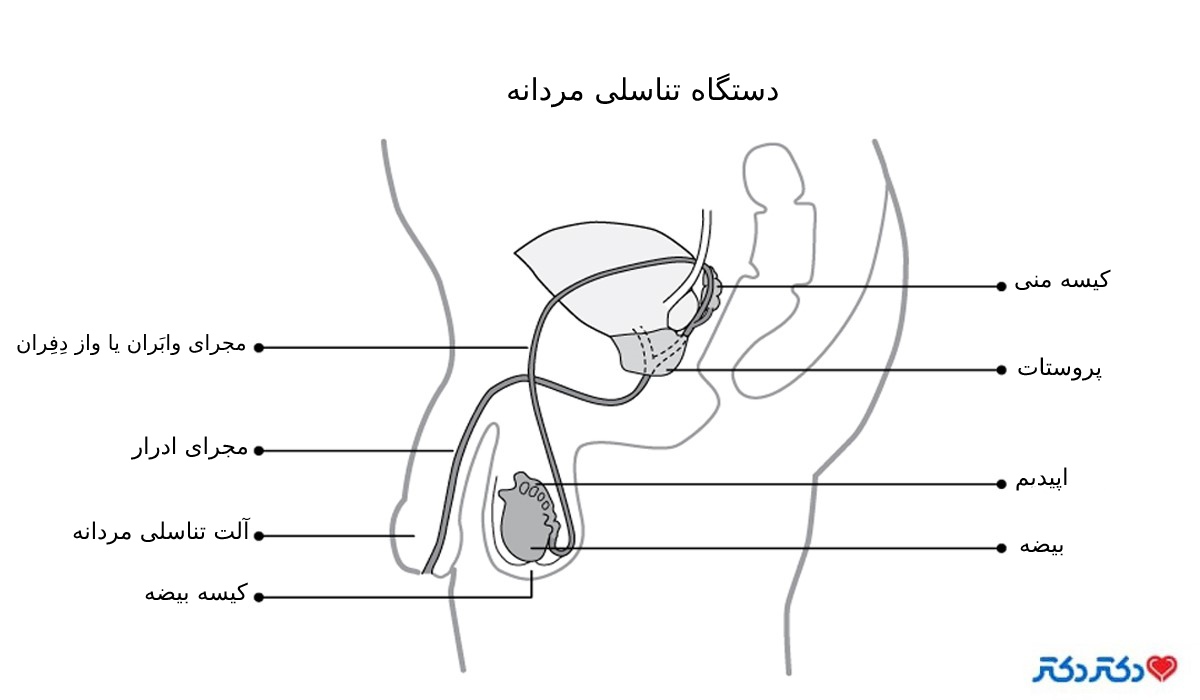 دستگاه تناسلی مردان؛ آشنایی ضروری با عملکرد اندام‌ها+ عکس