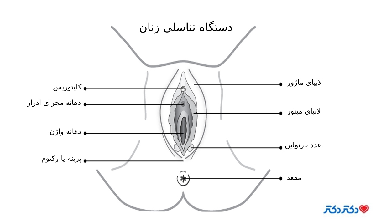 اندام جنسی زنان