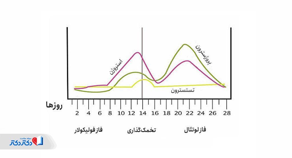ترشحات آبکی واژن در چرخه قاعدگی ۲۸ روزه طبیعی است.