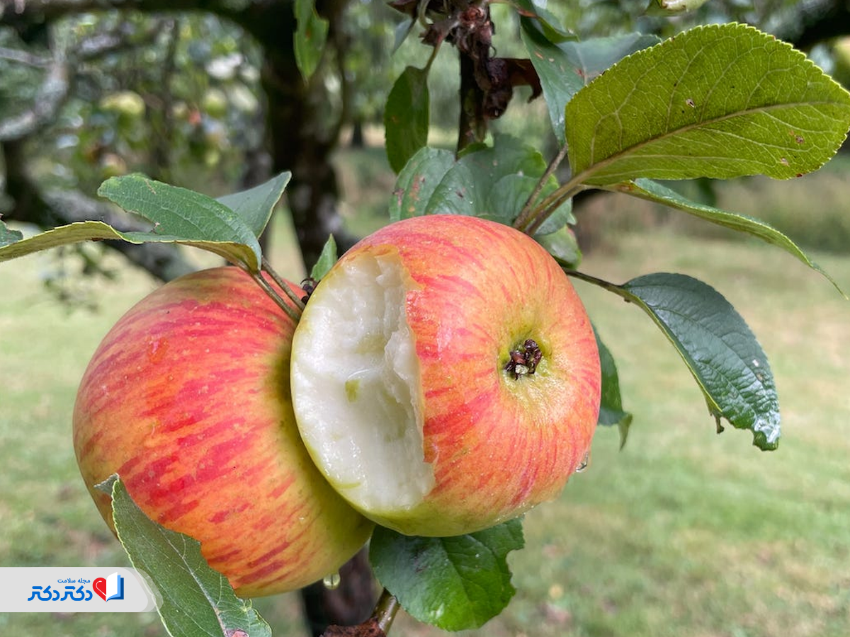 سیب، میوههای مفید برای سرماخوردگی