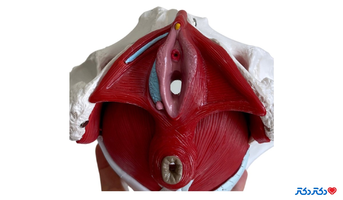وضعیت بافت درونی واژن بعد از زایمان