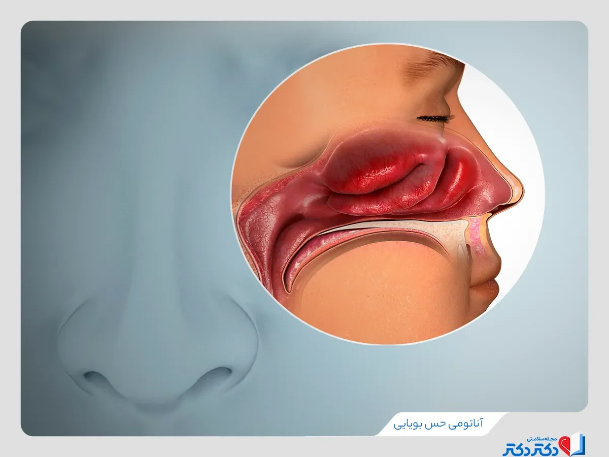 بررسی آناتومی حس بویایی برای بررسی اختلال بویایی