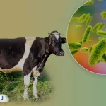 بیماری تب مالت چیست؟ + موثرترین راه‌های درمان و پیشگیری از تب مالت