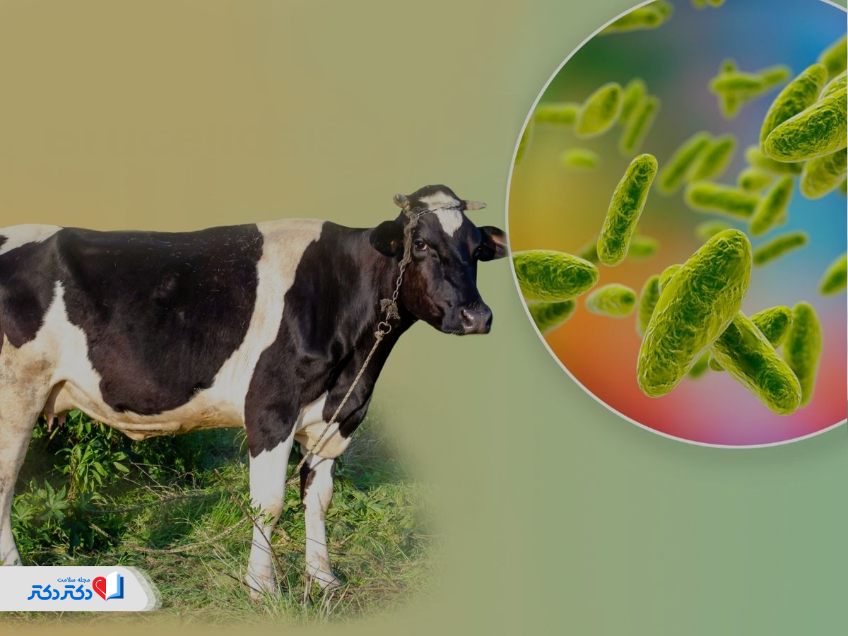 همه چیز درباره تب مالت (تب مدیترانهای)