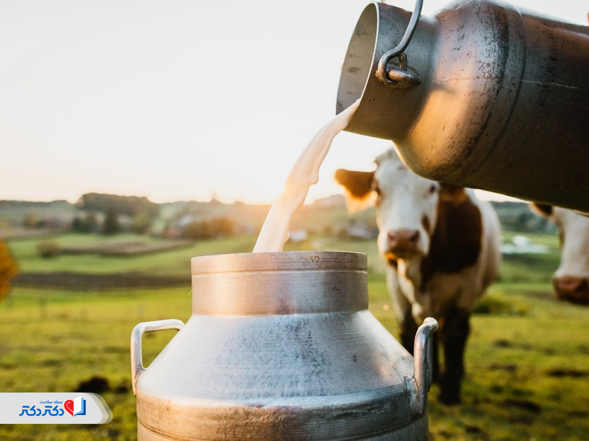 شیر محلی، ناقل عفونت باکتریایی تب مالت