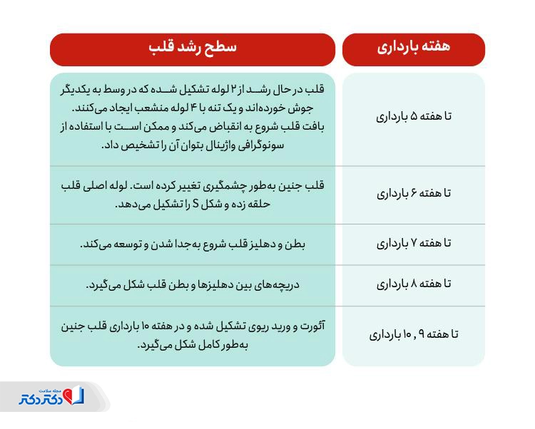 سطح رشد قلب جنین در هفتههای مختلف بارداری