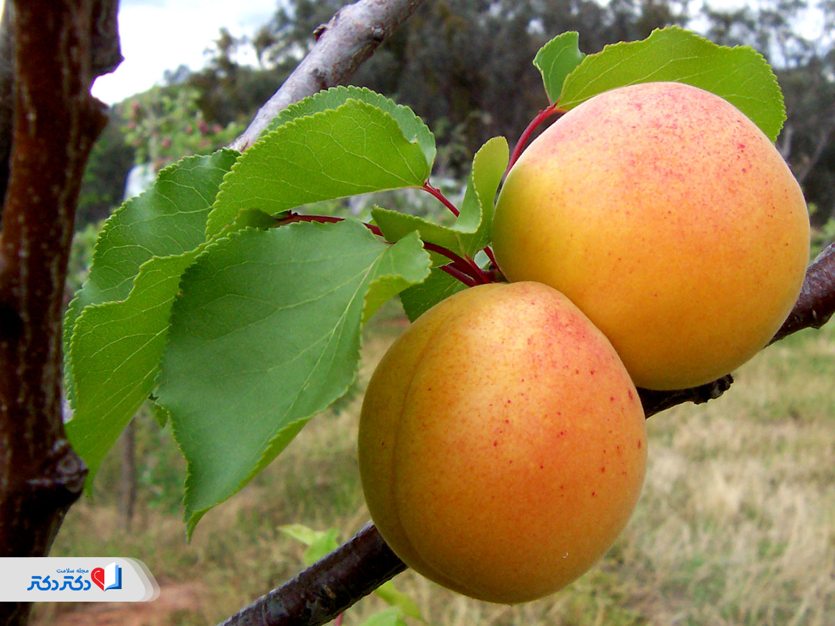 زرد آلو حاوی پروتئین و مقادیر بالای پتاسیم