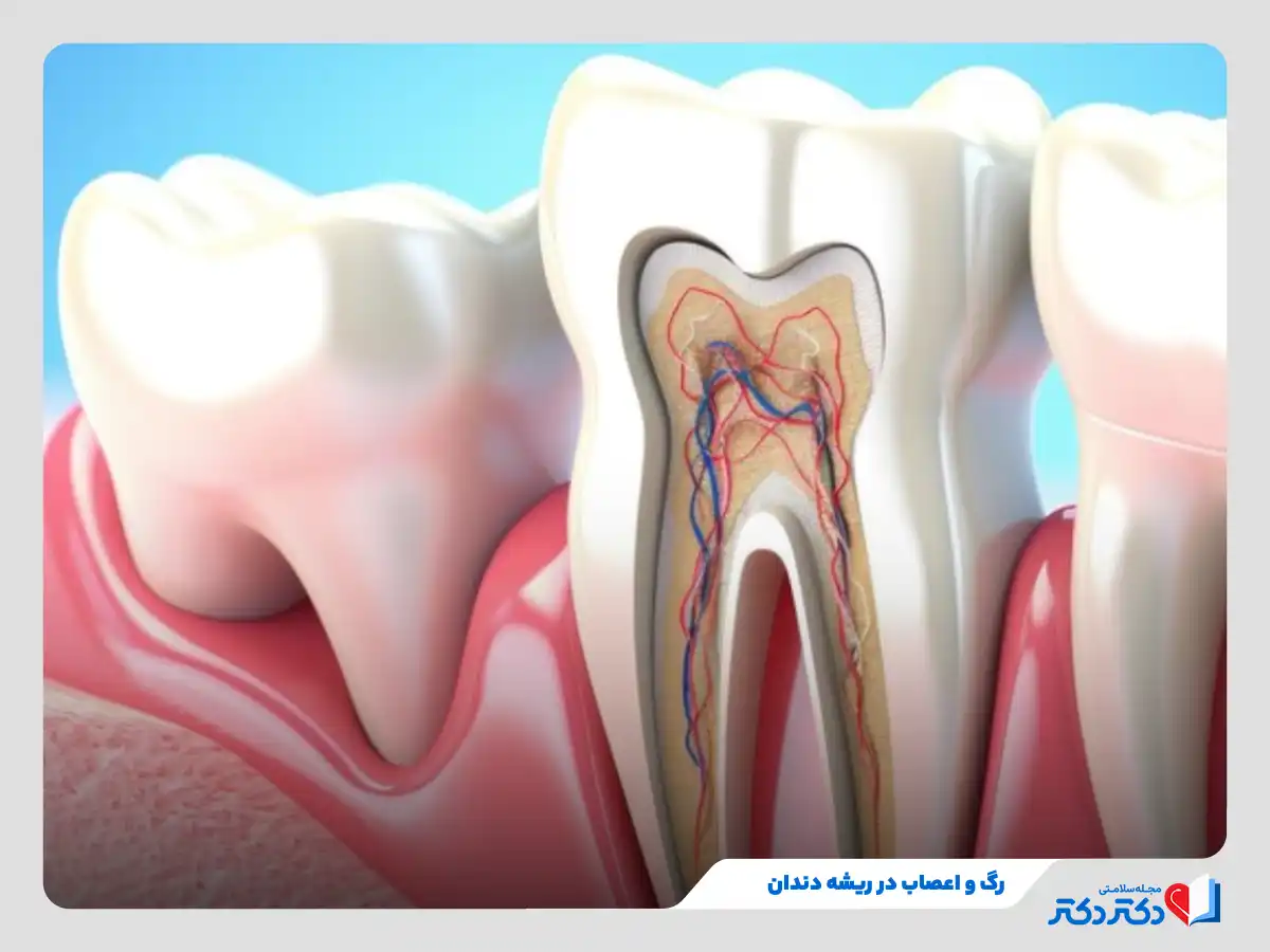 ریشه و اعصاب دندان در ناحیه پالپ