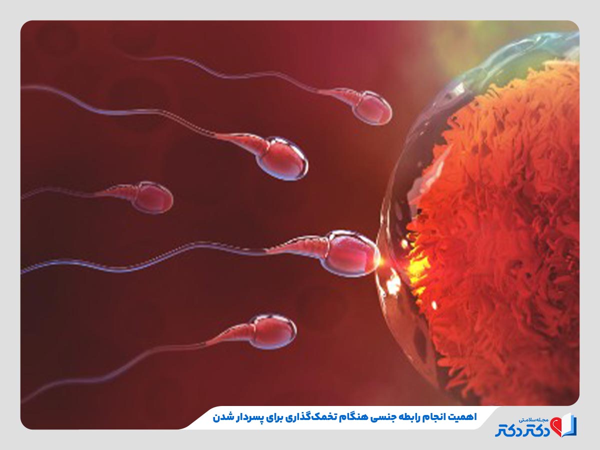 افزایش احتمال پسردار شدن در زمان تخمک‌گذاری به دلیل سرعت بیشتر اسپرم‌های دارای کروموزوم Y