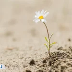 تاب آوری چیست؟ چگونه می‌توان آن را تقویت کرد؟