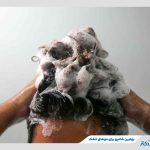 معرفی بهترین شامپو برای موهای خشک + راهنمای خرید