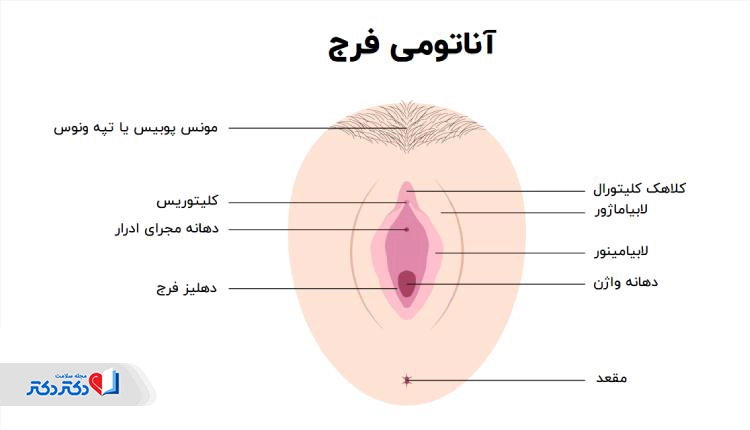 ساختار و آناتومی واژن