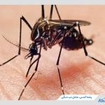 همه چیز درباره علائم تب دنگی