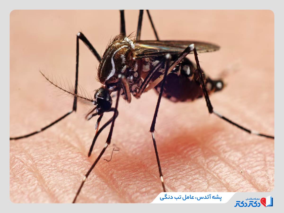 پشه آئدس عامل علائم تب دنگی