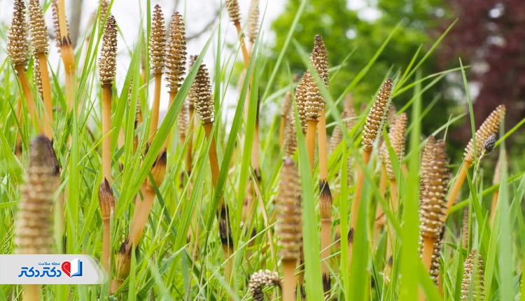ګیاه دم اسب برای دفع سنګ کلیه
