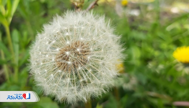 گیاه قاصدک برای دفع سنگ کلیه
