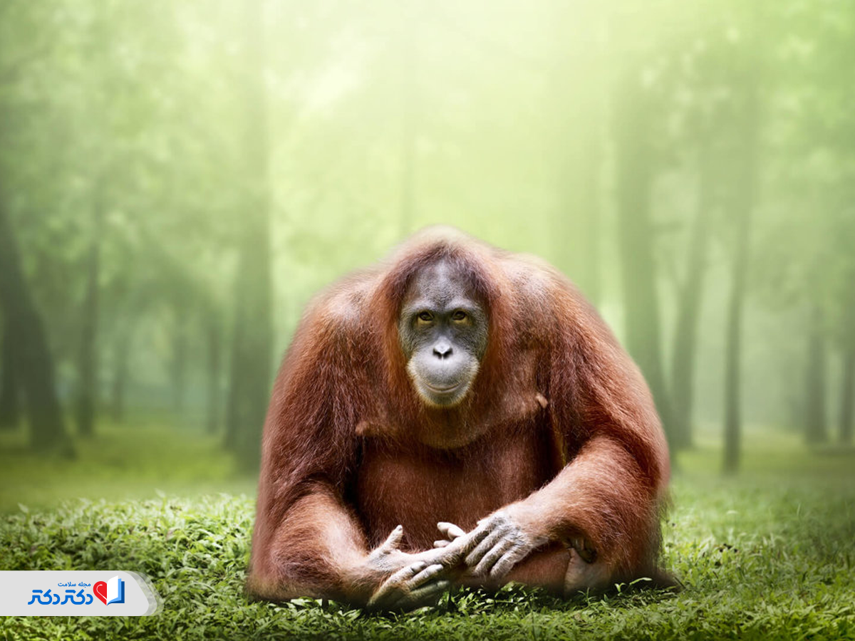 اثرات مخرب آلودگی هوا بر محیط‌زیست