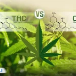 تفاوت CBD و THC| فرق کانابیدیول و تتراهیدروکانابینول چیست؟