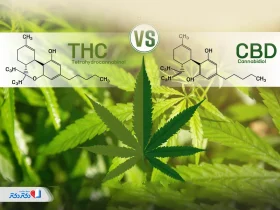 تفاوت CBD و THC| فرق کانابیدیول و تتراهیدروکانابینول چیست؟