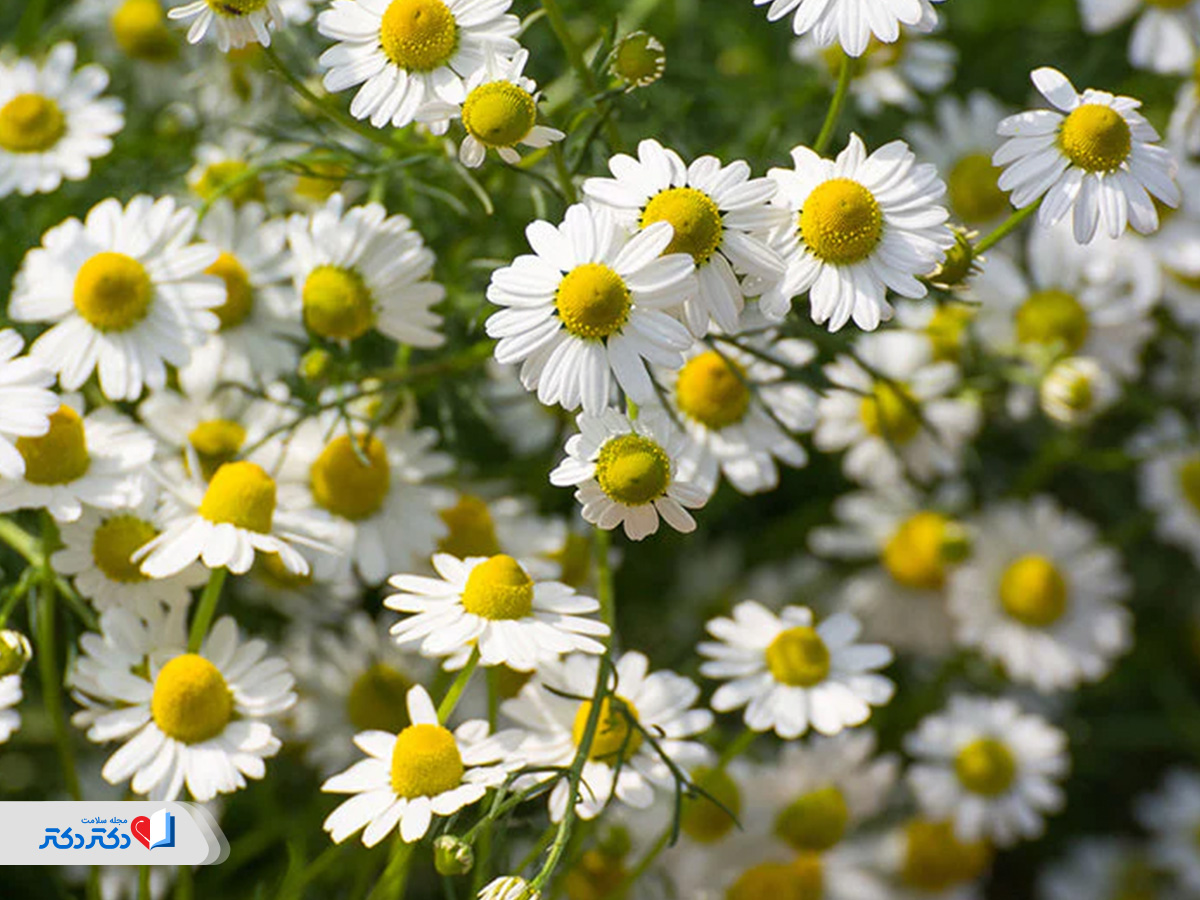 بابونه دمنوش ضد افسردگی و نشاط آور 