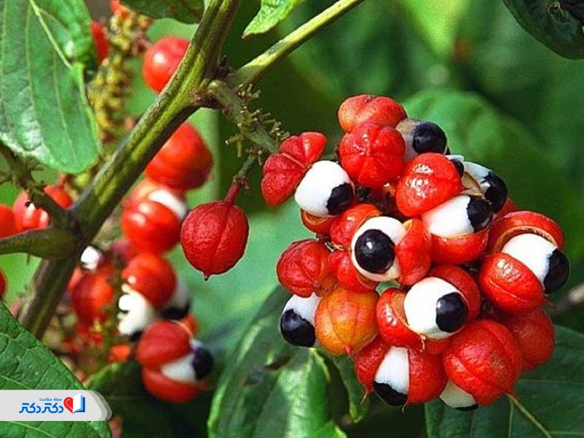 قرص لاغری گوارانا - تصویری از میوه‌های گیاه گوارانا