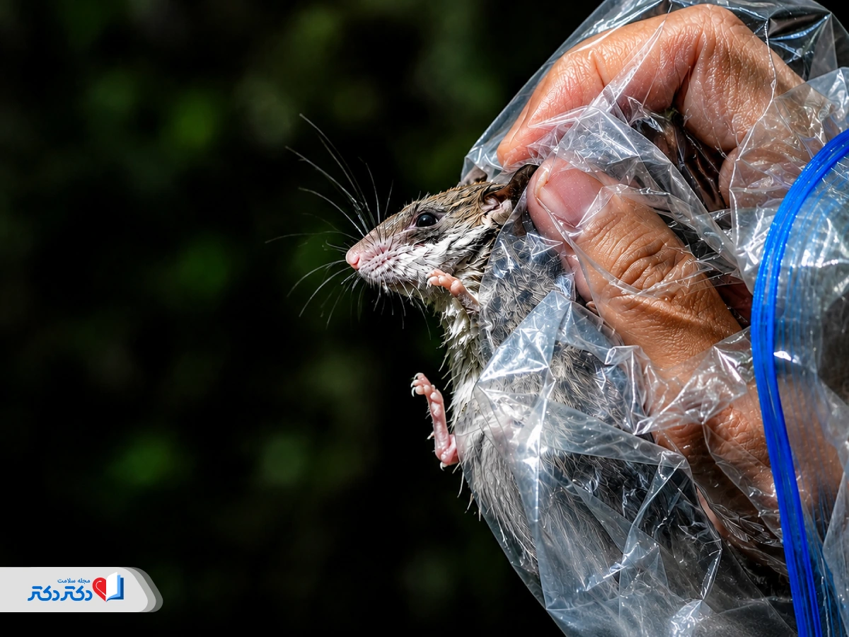 هانتا ویروس چیست و چگونه منتقل می‌شود؟