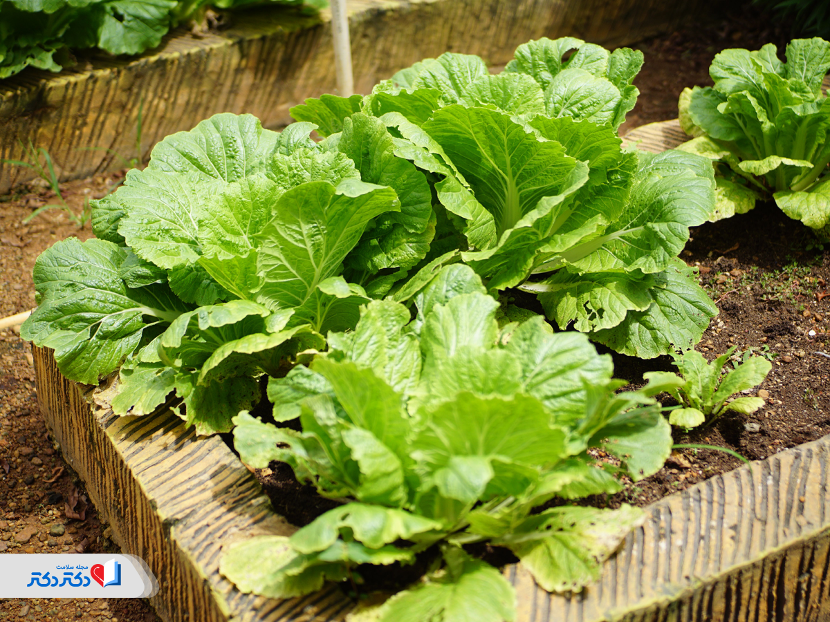 مصرف میوهها و سبزیجات آبدار از اصول رژیم لاغری تابستانی