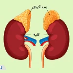 بیماری آدیسون چیست؟ از علائم اولیه تا روش‌های درمان