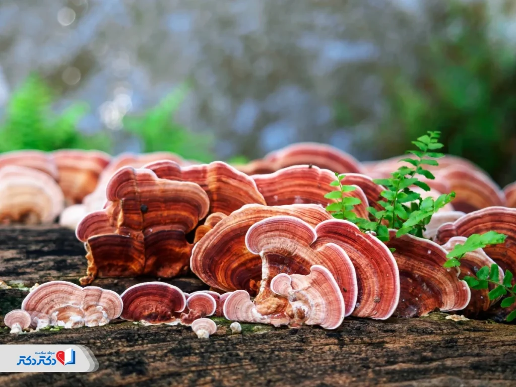خواص قارچ گانودرما برای لاغری