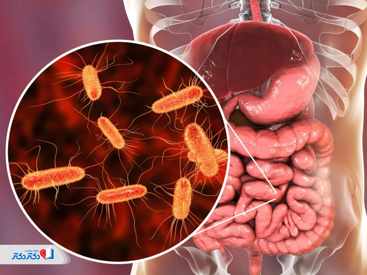 تأثیر قارچ گانودرما برای لاغری با تعدیل ترکیب باکتریهای روده