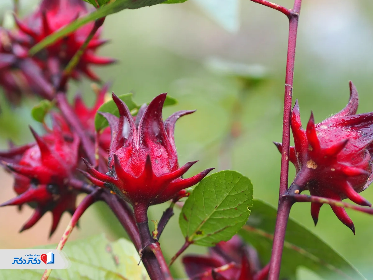 چای ترش برای لاغری چیست